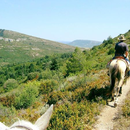 Studio Trivalle Καρκασόν Εξωτερικό φωτογραφία